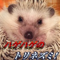 しゃみ🟡🟡AfnGo 𝓕𝓸𝓻𝓮𝓿𝓮𝓻 (@hedgehogngo) 's Twitter Profile Photo