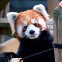 かずや (@tamagosando_no1) Twitter profile photo