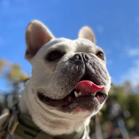 ゴエ (@goechanjp) 's Twitter Profile
