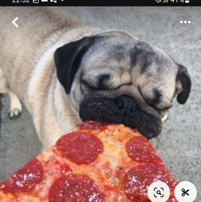 BentoQueijo's profile picture. duck vai trabalhar vagabundo