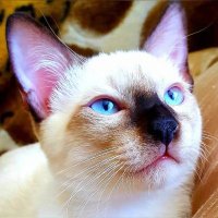 xc4u2 (@xc4u2) 's Twitter Profile