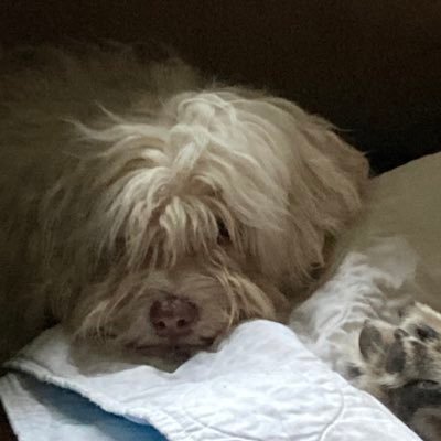 Lolita_At_Large's profile picture. Millie the Havanese spent her first three years in a puppy-mill, making puppies. She’s been sprung and is now learning how to be a Real Dog™️. (following dogs)