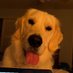 Doglover (@gusgus4me) Twitter profile photo Doglover (@gusgus4me) Twitter profile photo