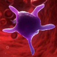 KornblithLab (@kornblithlab) 's Twitter Profile