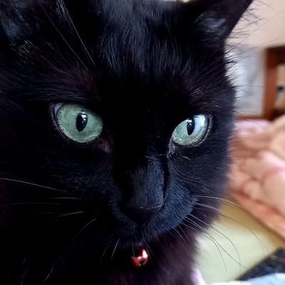 6にゃんずと暮らしてます😸🐾
東京ヤクルトスワローズファンです⚾️
3年前の浦添キャンプに息子くんと行きどハマり中ー⚾️
2024・7・28初・神宮球場に行って応燕行って来ました✊️
推しは#7長岡秀樹選手🩵#64岩田幸宏選手🧡
ムーミンバレーパーク大好き💚
無言フォロー失礼します✨️