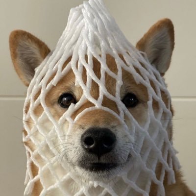 wDogArmy's profile picture. no TG $wDog