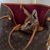 هاء🦋 (@al_hazae) 's Twitter Profile