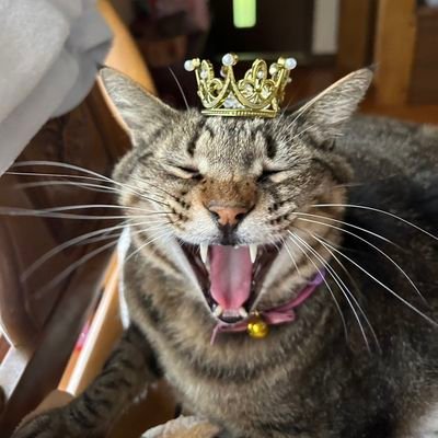 mie0_0sj's profile picture. タプタプお腹のたんこまちゃん、推定１３歳♂