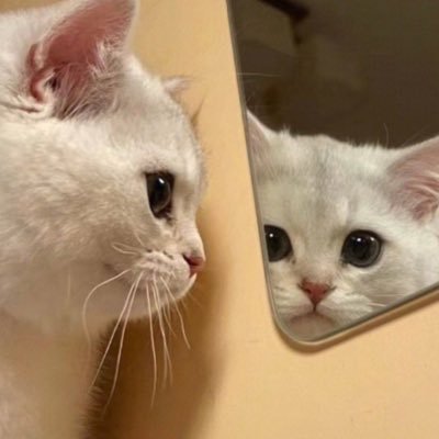 成人済み| ROM専| 無言フォロー失礼します🙏