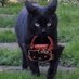 Cleo (@ms_benzedrine2) Twitter profile photo Cleo (@ms_benzedrine2) Twitter profile photo