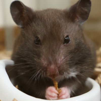 ロンリさんのプロフィール画像