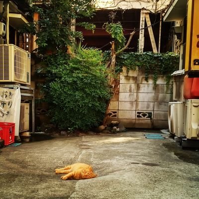 tenko_2021's profile picture. 主に情報収集用、呟きはほぼ独り言です。リポストは国際関係、時事関係多めです。
投資やバイト勧誘、性的、フォローおめでとうその他怪しいアカウントからのフォローは即ブロックしてます。