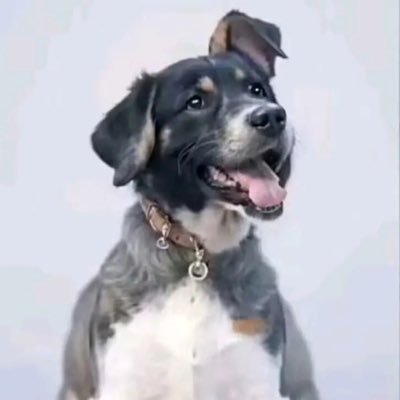 desertaquila's profile picture. 