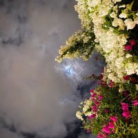 HASS (@hsyry62490) Twitter profile photo