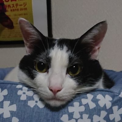 猫邑柘槻さんのプロフィール画像