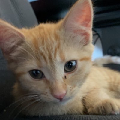 TinyGamerXD's profile picture. cheeseball