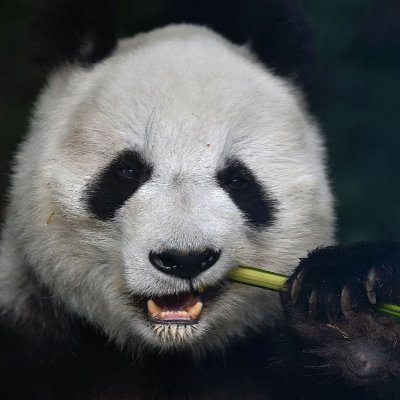 BossOfPeach's profile picture. 提壺灌頂，冷水澆頭。