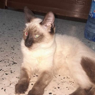 HouceMy_'s profile picture. #COYG