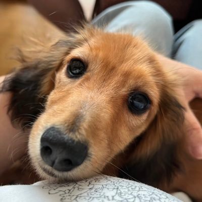 Uutan_Yzu_'s profile picture. 2024年3月11日🎂のミニチュアダックの女の子、我が家では五女となる「ゆず」を迎え入れました。（🌈らん丸22歳•あんず18歳•霧湖13歳5ヶ月•こまめ14歳2ヶ月•ぴーちゃん14歳10ヶ月🌈）パパ＆ママと３人の日常です。無言フォロー失礼します。フォローして頂ける方、固ツイをよく読んでください🐾