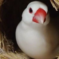 ぴちこ🕊️🕊️ (@miwayah) 's Twitter Profile Photo ぴちこ🕊️🕊️ (@miwayah) 's Twitter Profile Photo