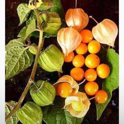 ByamukamaBria19's profile picture. The URANTIAN SON