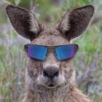 🇦🇺Canberroo🇦🇺 (@alcatrazrising) 's Twitter Profile