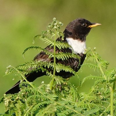 Naturalist and multi-prize-winning author. 13 books incl One Midsummer's Day, Our Place, Birds & People and Crow Country Guardian country diarist since '87.