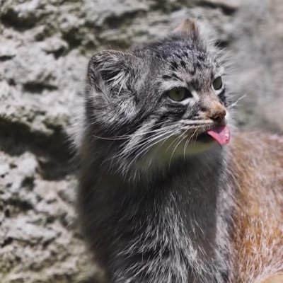 dvostran's profile picture. reached the limit