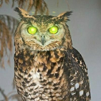 RShewangzaw's profile picture. Cybersecurity Enthusiast | Threat Analysis | Incident Response | GCP Certified ✝️🇪🇹🍝