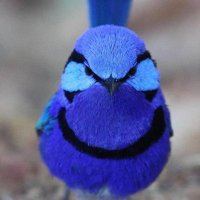 Pauline Winstanley (@panddwinstanley) 's Twitter Profile