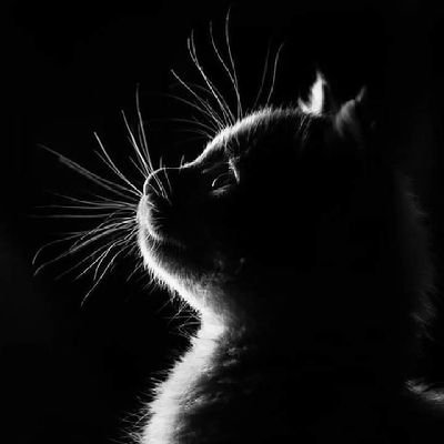OngusoN's profile picture. 