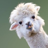 alpaca_md (@alpaca_md) 's Twitter Profile
