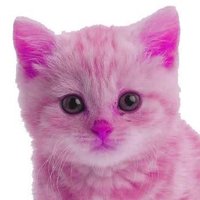 Lau ฅ^•ﻌ•^ฅ (@laulalokita) 's Twitter Profile Photo Lau ฅ^•ﻌ•^ฅ (@laulalokita) 's Twitter Profile Photo