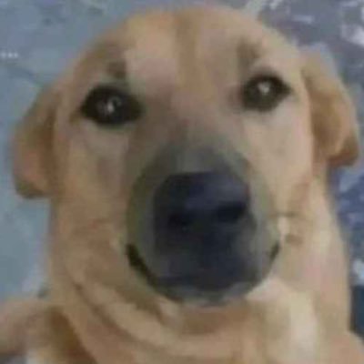 thatdogisyellin's profile picture. this user is existing for a reason but I not know what