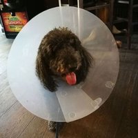 Liz (@lizhind3) 's Twitter Profile