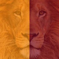 ŞEF (@sefiksandaa) 's Twitter Profile