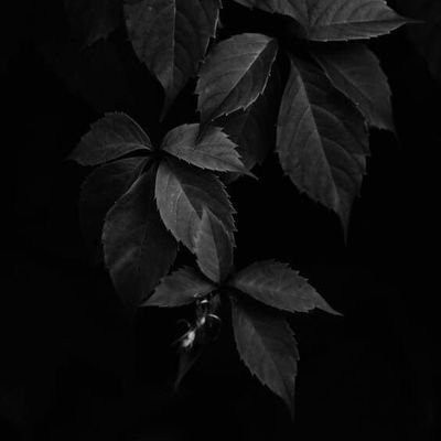 Orcinus_ocra's profile picture. Nyctophile 🌒
Pluviophile ✨