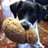 ThatDogOlive's profile image