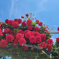 💓さゆき💓 (@sayuki_392525) 's Twitter Profile Photo 💓さゆき💓 (@sayuki_392525) 's Twitter Profile Photo