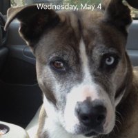 John Hall (@johnofalbion) 's Twitter Profile