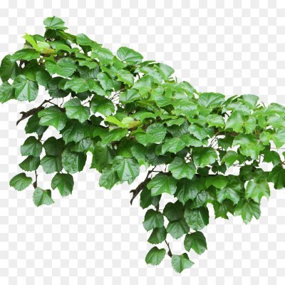 DinnerRodd's profile picture. Boston, USA.