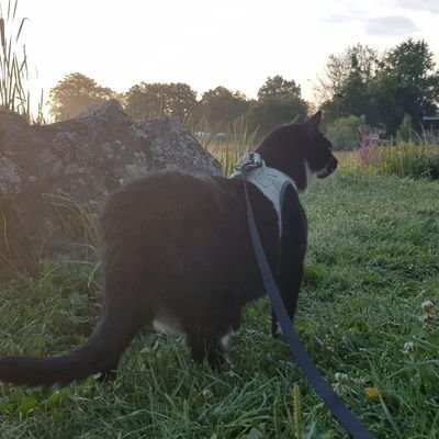 elfieommel1's profile picture. ausgewandert nach Kreta,

https://t.co/VH91pivGWG