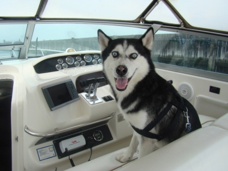 Cap'n of my boat- yes Siberian Huskies love to be on boats. Music, Fetch, 💙NY Islanders🧡, u2, pretty reckless, garbage, Patty Loveless Chewing things .