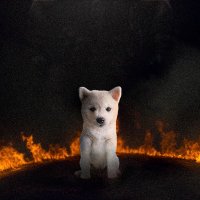 DiamondHanderDeV (@realbanedev) 's Twitter Profile