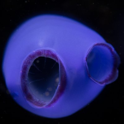 senanwilliams's profile picture. 