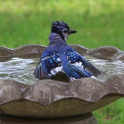 shhhhitsjay's profile picture. bird