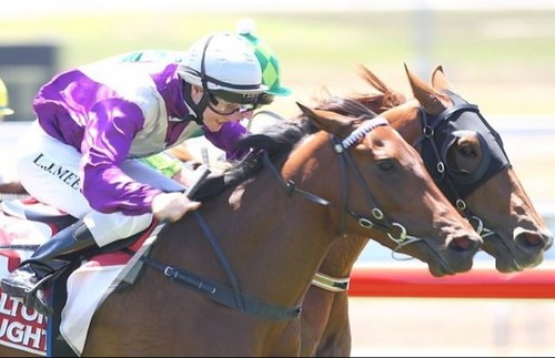 evotbreds's profile picture. Equine Studies, Health & PE Teacher. Lover of most sports and a tragic Demons fan!