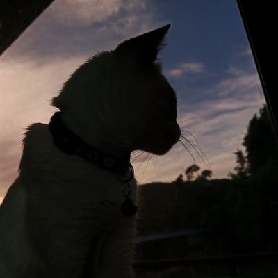 dishさんのプロフィール画像