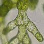Evolutionary-Developmental biology in plants and bacteria-Gene Essentiality and Multicellularity-Made dozens of Streptococcus sanguinis Essential Gene Mutants.