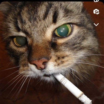 Shelbykhan98's profile picture. need coffee, political, and current events commentary.